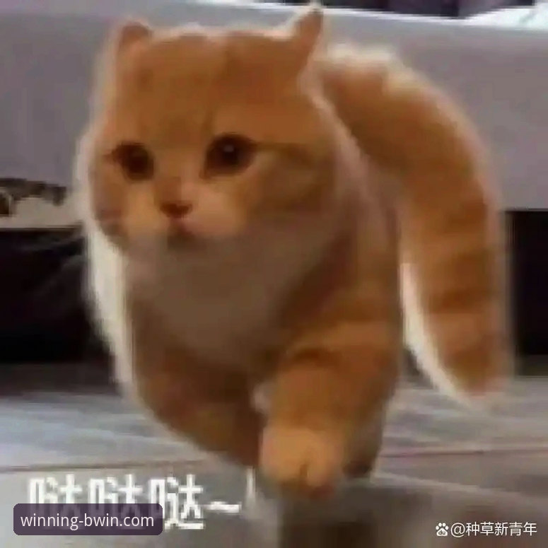 BWIN必赢平台手机登录与账户管理全操作教程